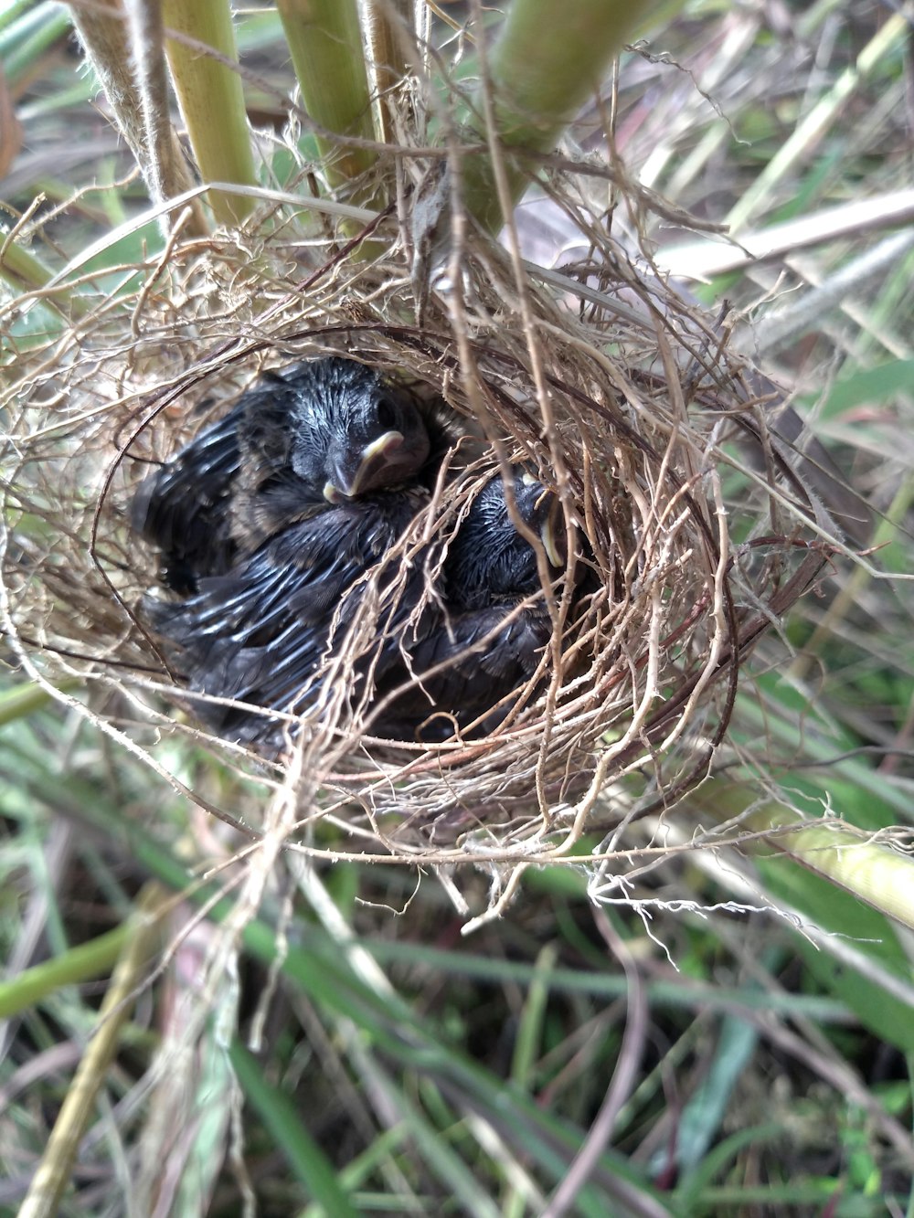 a baby bird is in a nest in the grass