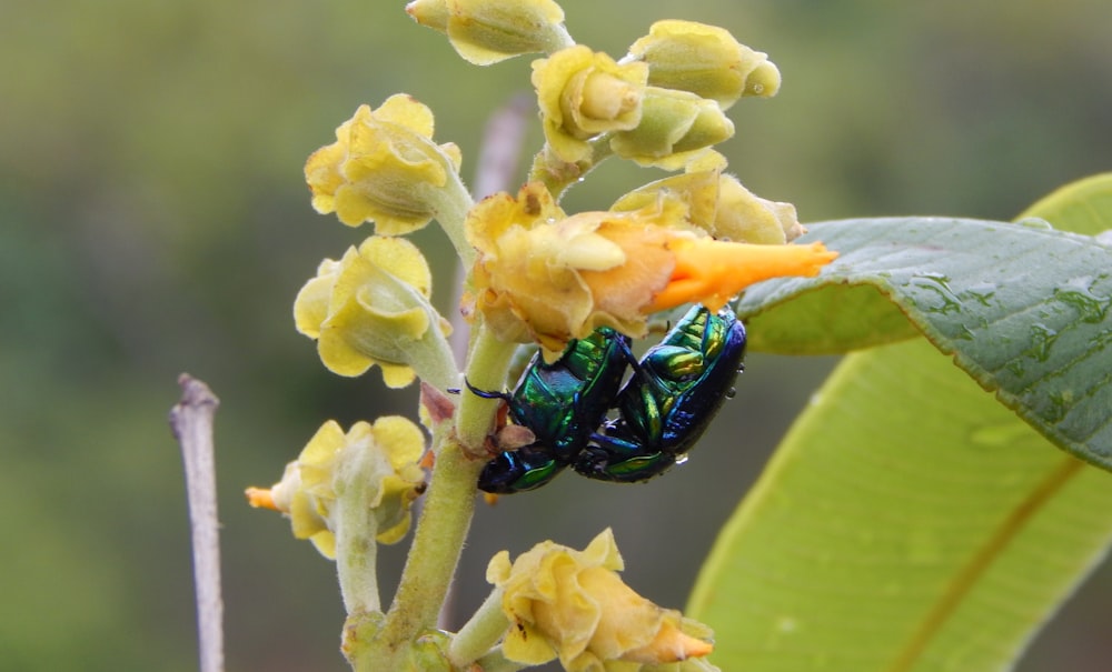um inseto verde sentado em cima de uma flor amarela