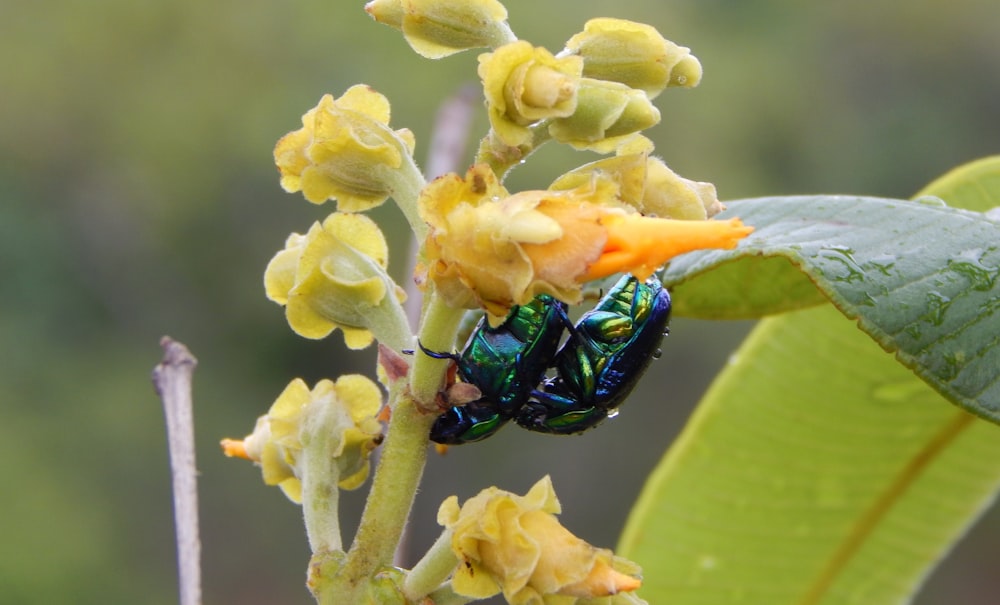 a green bug sitting on top of a yellow flower