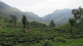 A scenic view of lush tea plantations in Sri Lanka.