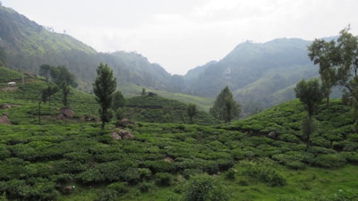 A lush, green landscape of tea plantations stretches across rolling hills. Trees are scattered throughout the foreground, and distant mountains are enveloped in mist, creating a serene atmosphere.