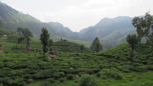 A lush, green landscape of tea plantations stretches across rolling hills. Trees are scattered throughout the foreground, and distant mountains are enveloped in mist, creating a serene atmosphere.