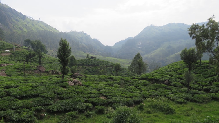 A beautiful landscape of green tea plantations.