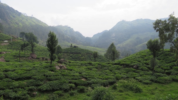 Travelers enjoying a serene tea plantation visit, surrounded by misty mountains.