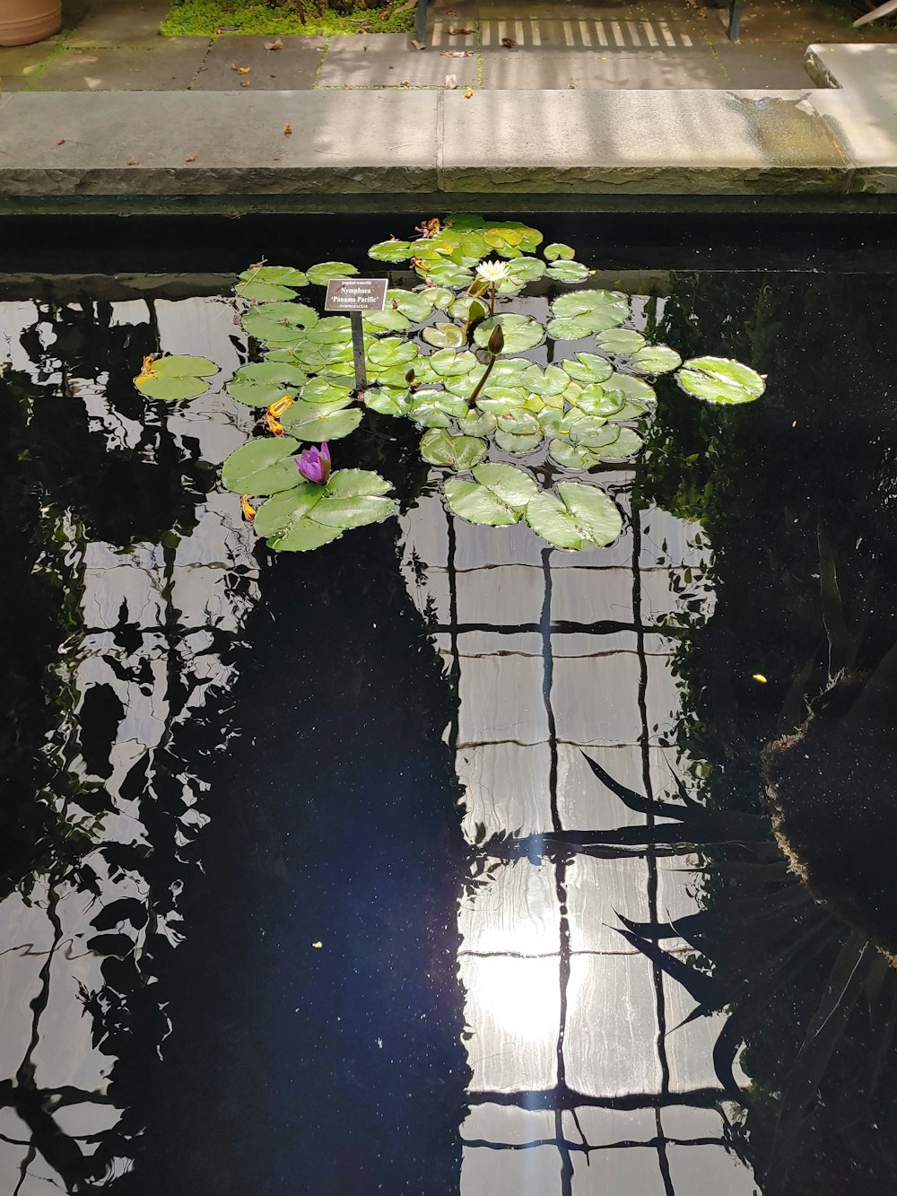 a pond with lily pads and a bench in the background