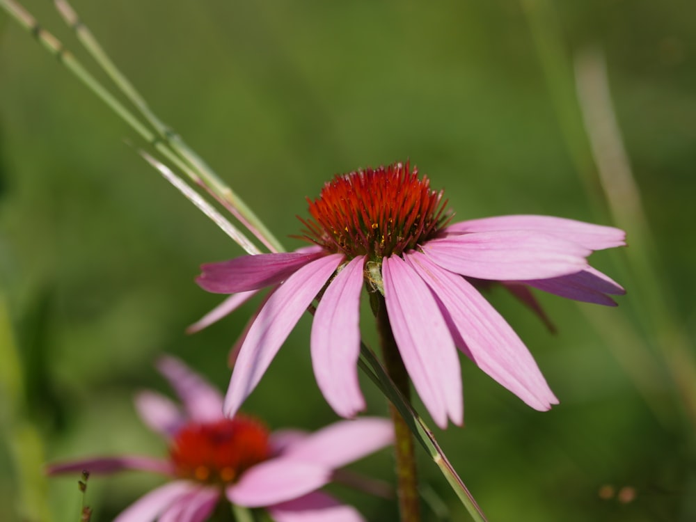 a pink flower with a red center in a field