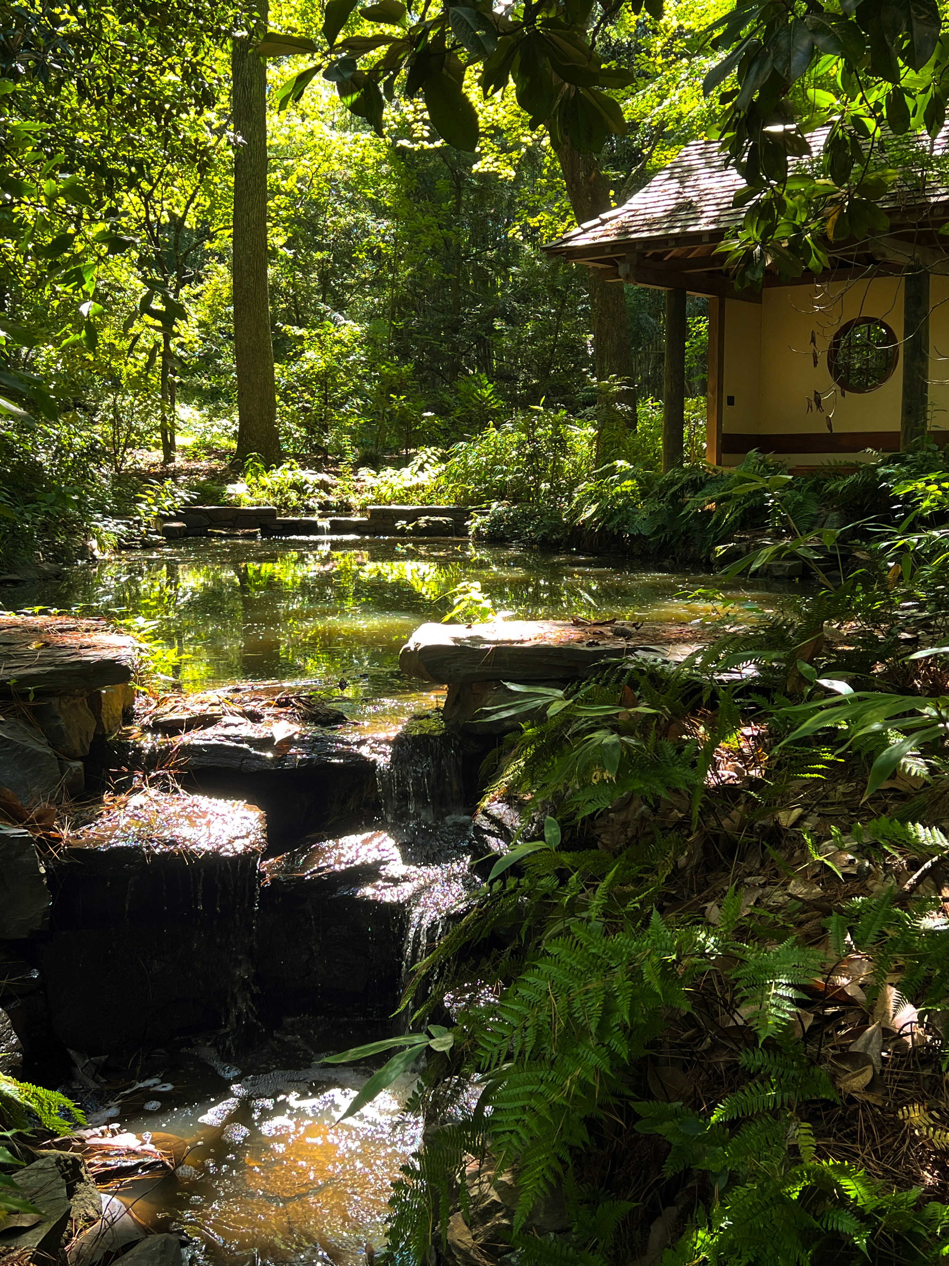 a small pond in the middle of a forest