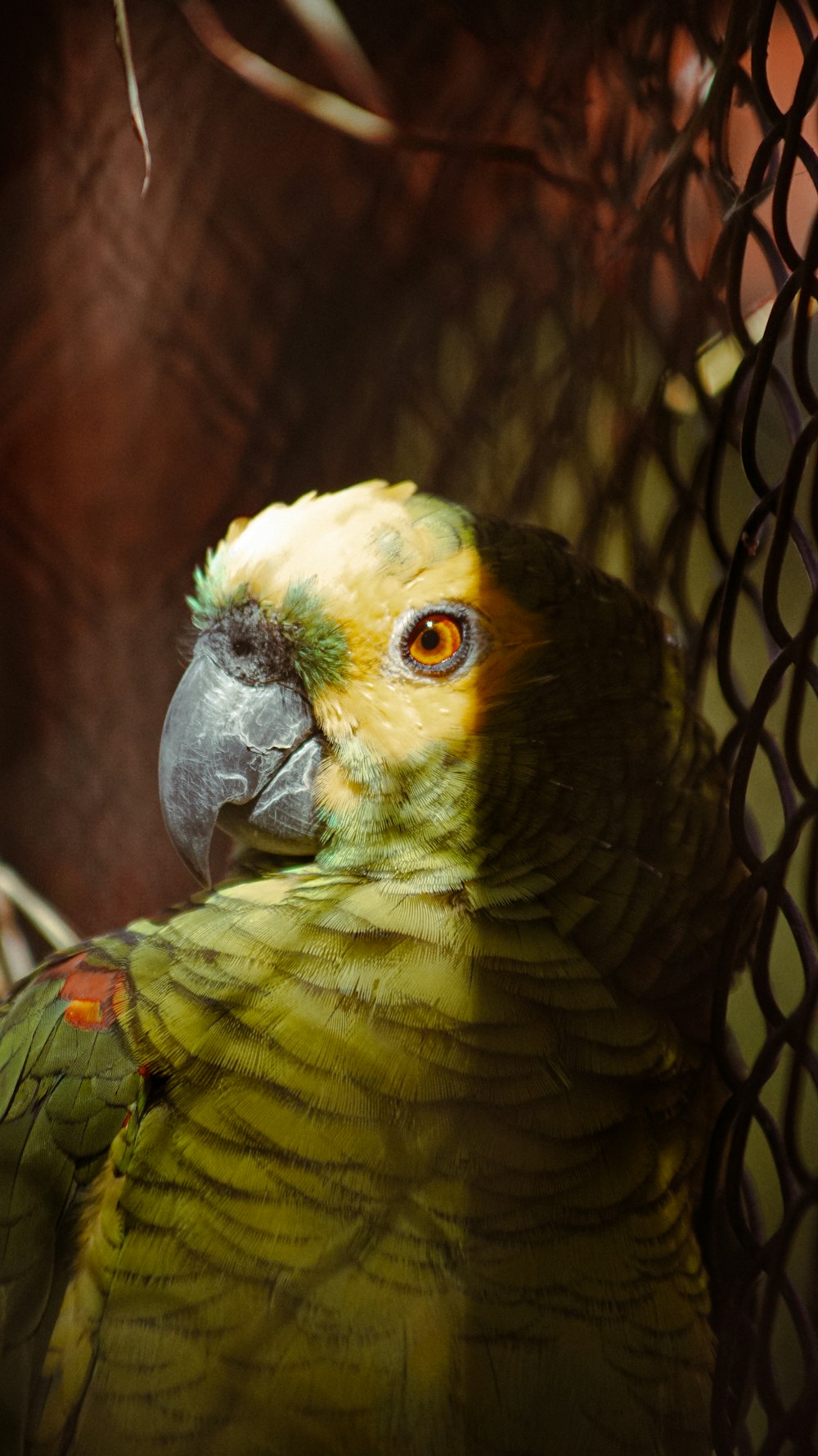 a close up of a parrot in a cage