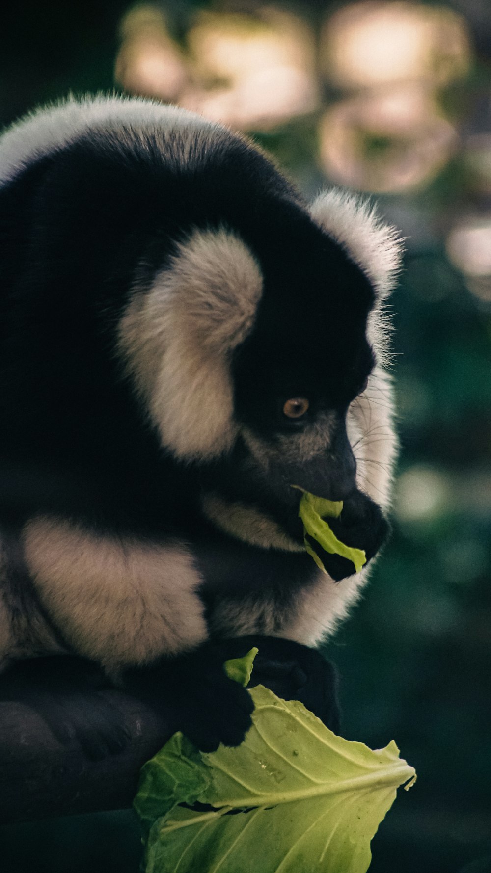 a black and white monkey eating a leaf