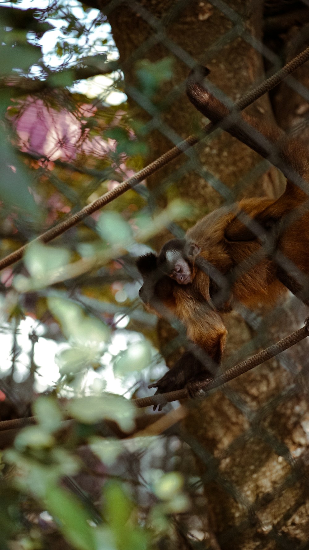 a monkey hanging on a tree branch behind a fence