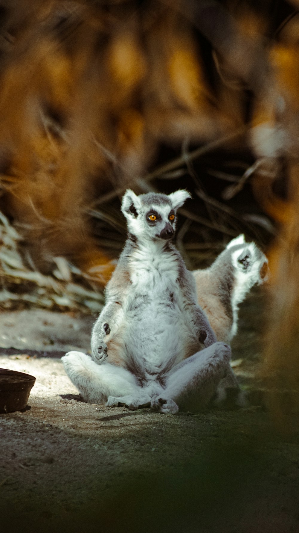 a small white and brown animal sitting on the ground