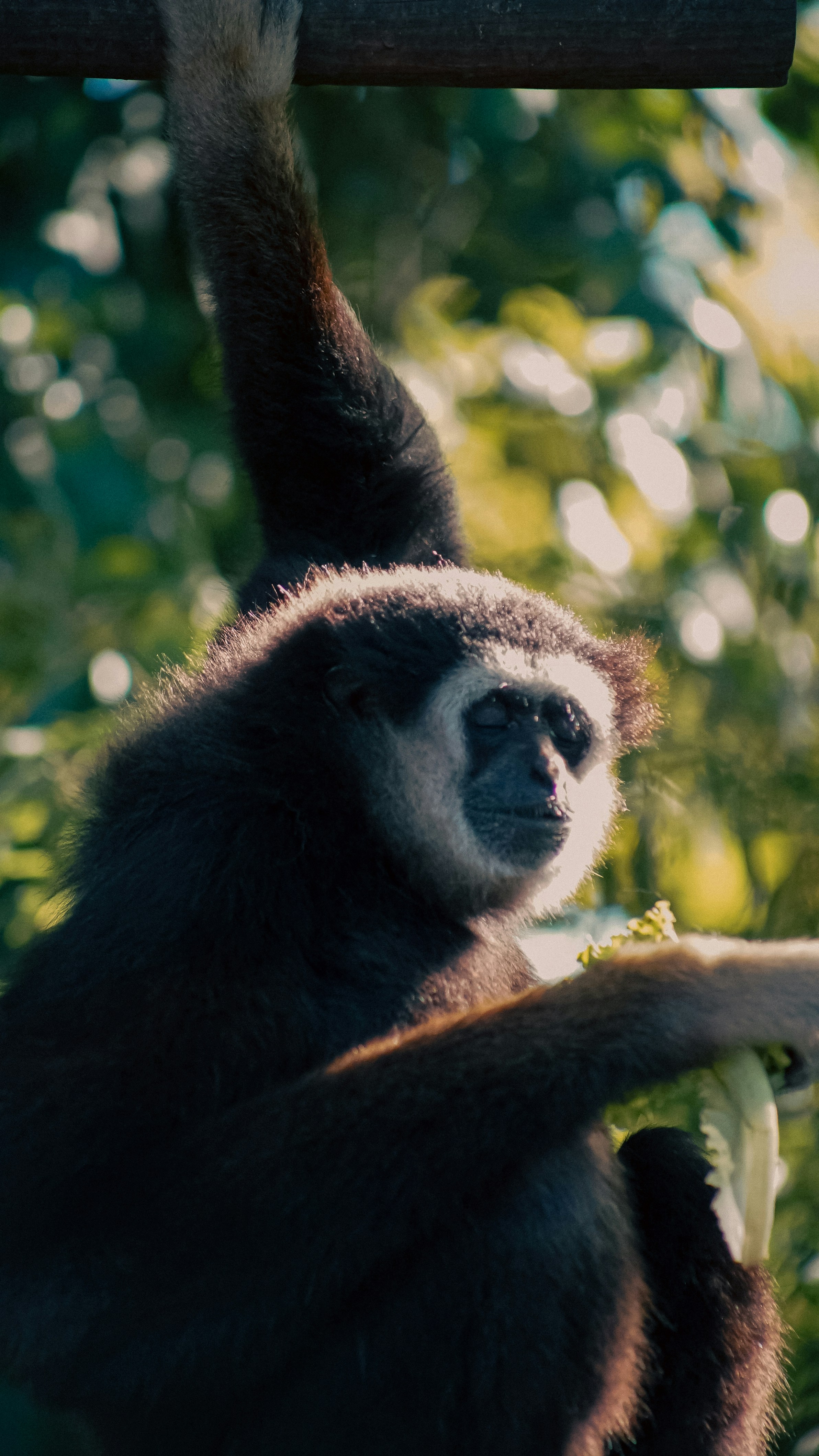 A black and white primate is seen hanging with one arm from a horizontal branch or bar. The primate has a relaxed expression and is surrounded by a lush green, blurred natural background with dappled sunlight.