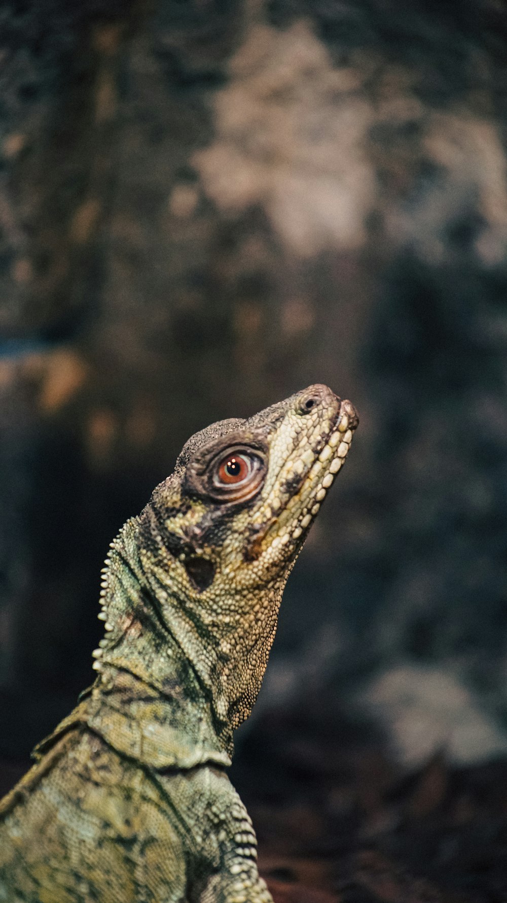 a close up of a lizard on a rock