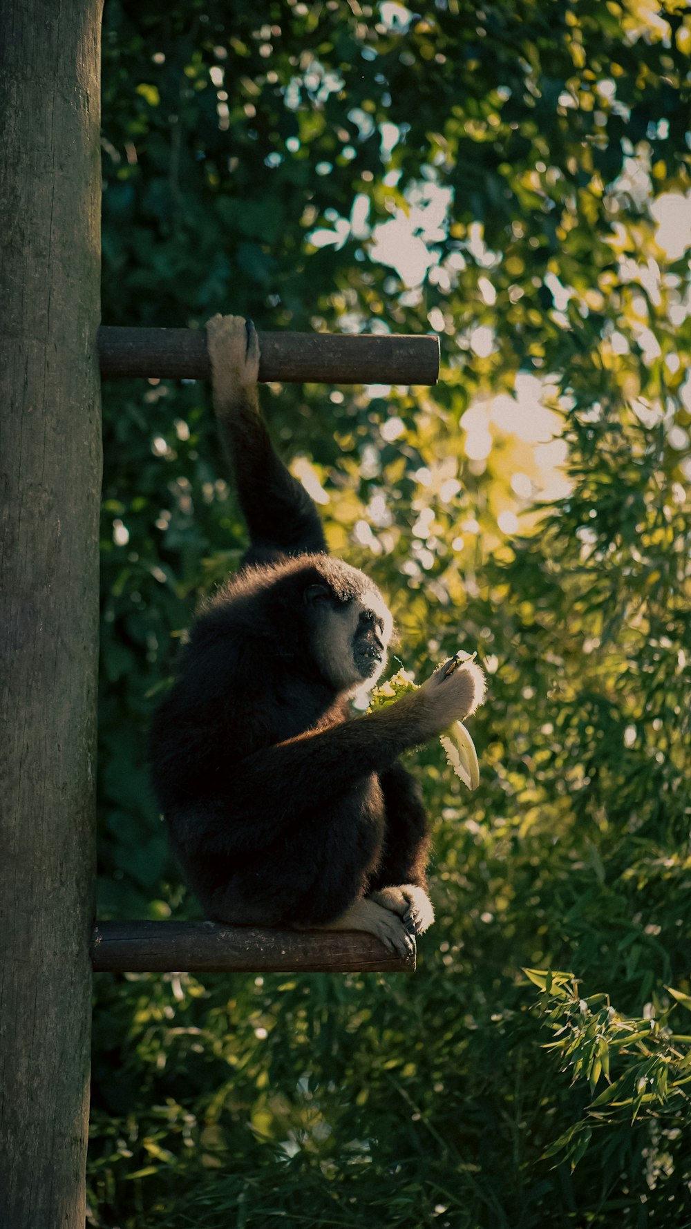 a monkey sitting on top of a wooden pole