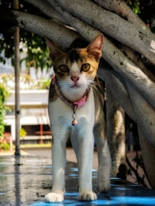 Collar para gatos
