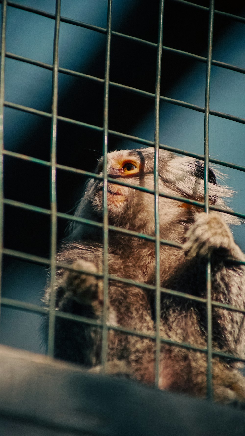 a small animal in a cage looking out