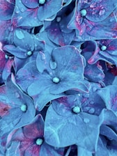 Close-up of vibrant hydrangea flowers freshly picked in Colombia.