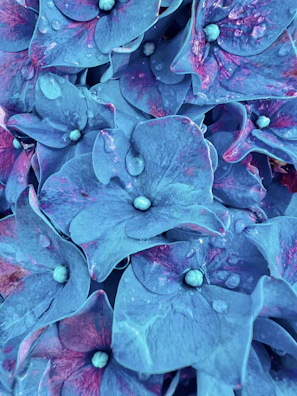 Close-up of vibrant blue hydrangea blooms against morning dew drops.