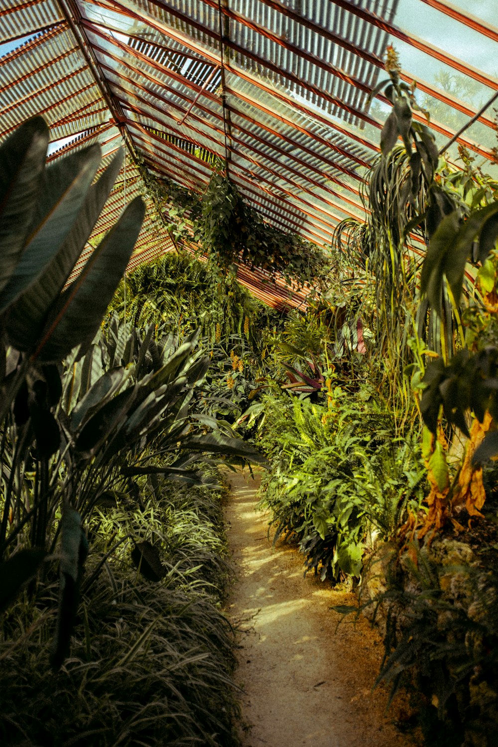 a path in a garden with lots of plants