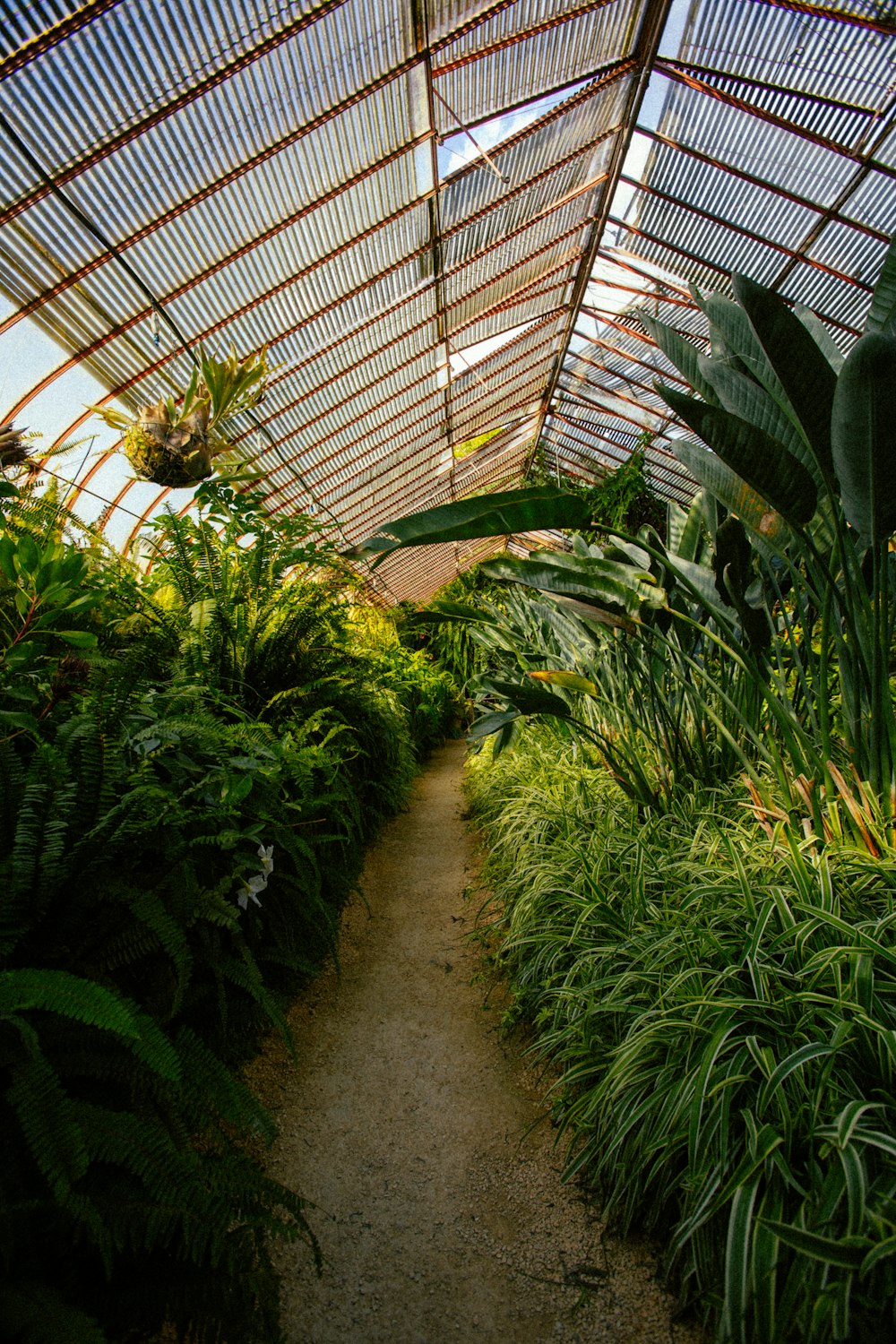 a walkway in a garden with lots of plants