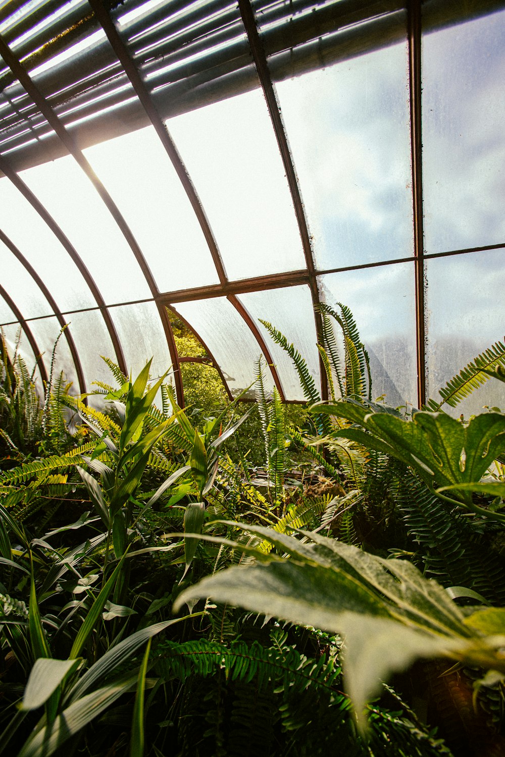 El interior de un invernadero con muchas plantas