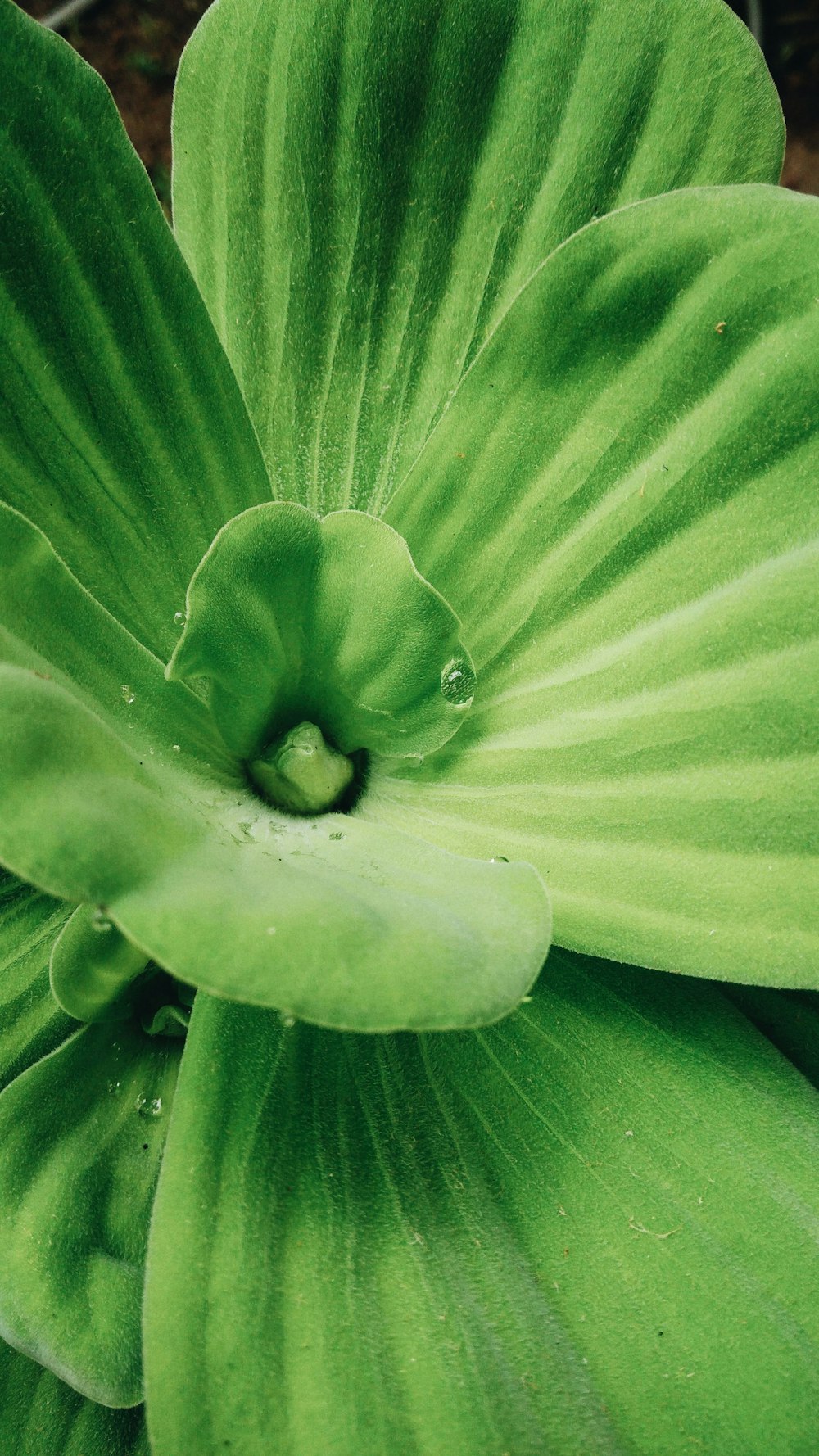 a close up of a green plant with leaves