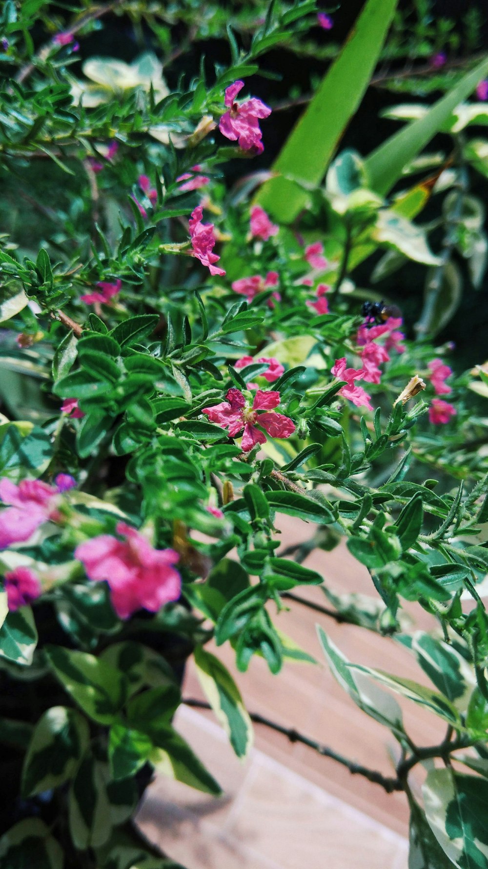 a close up of a plant with pink flowers