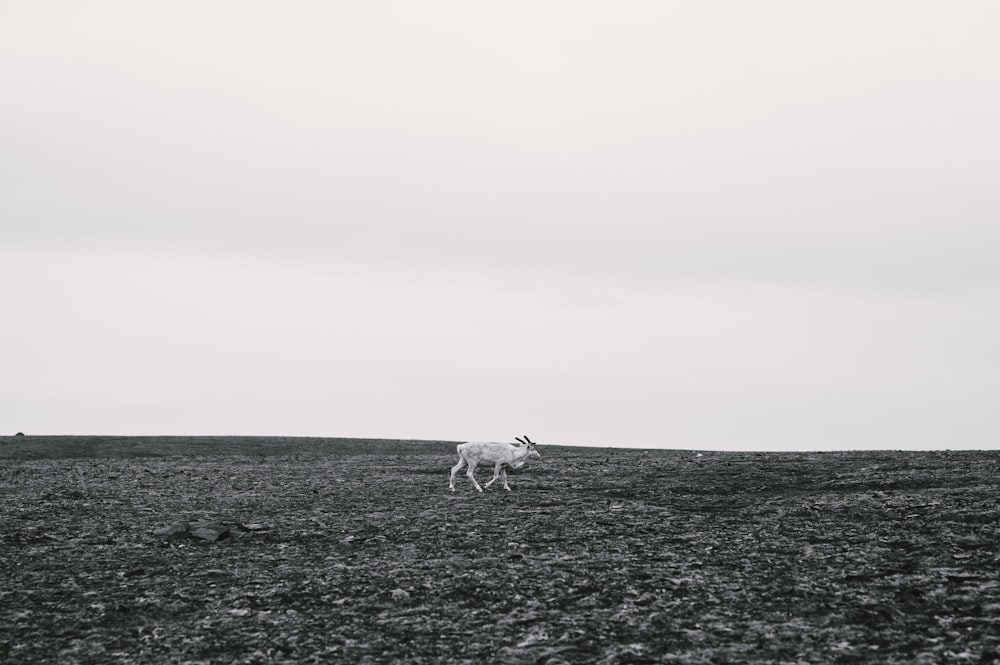 a white horse running across a grass covered field