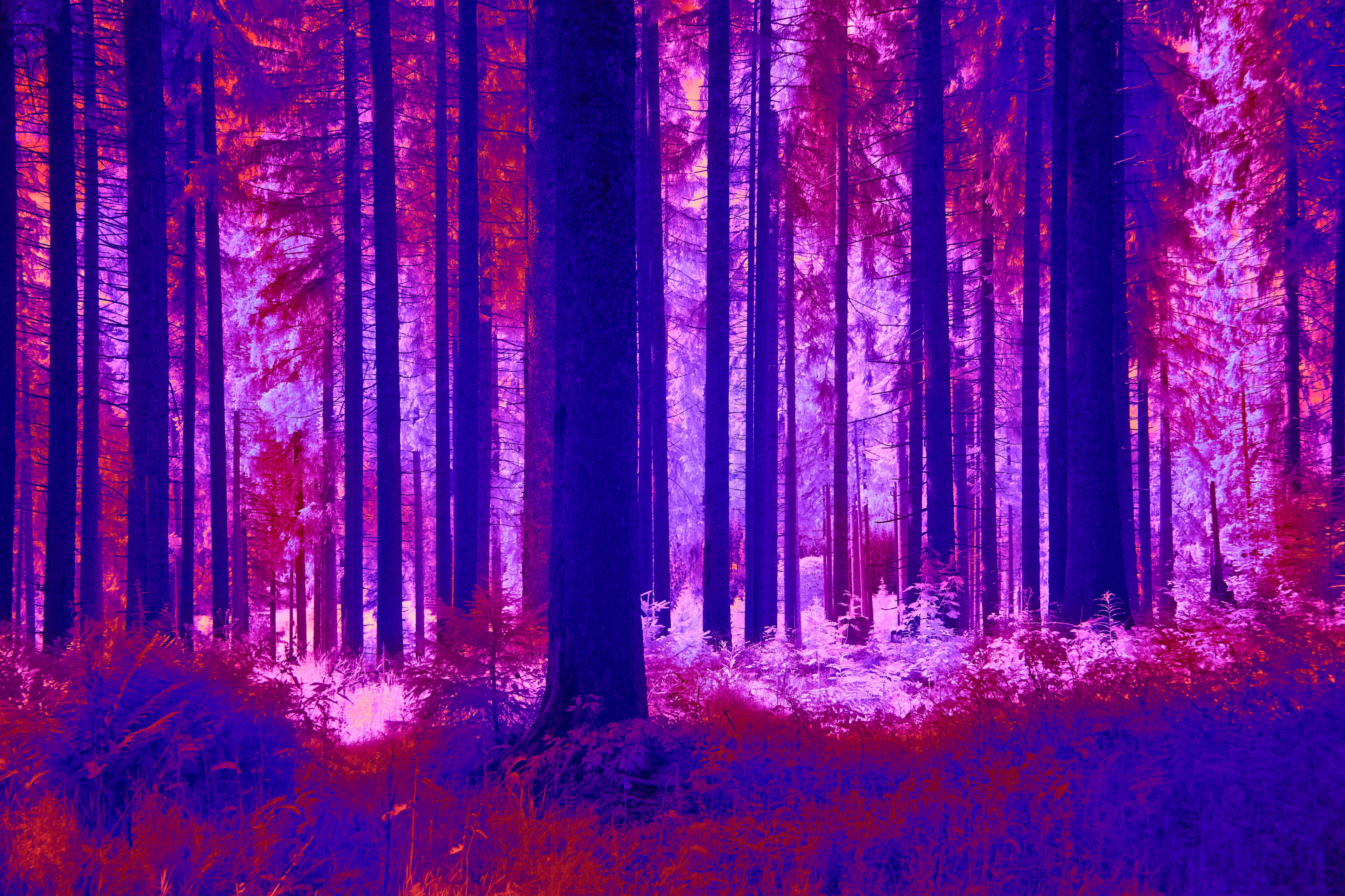 Whimsical Nature Art