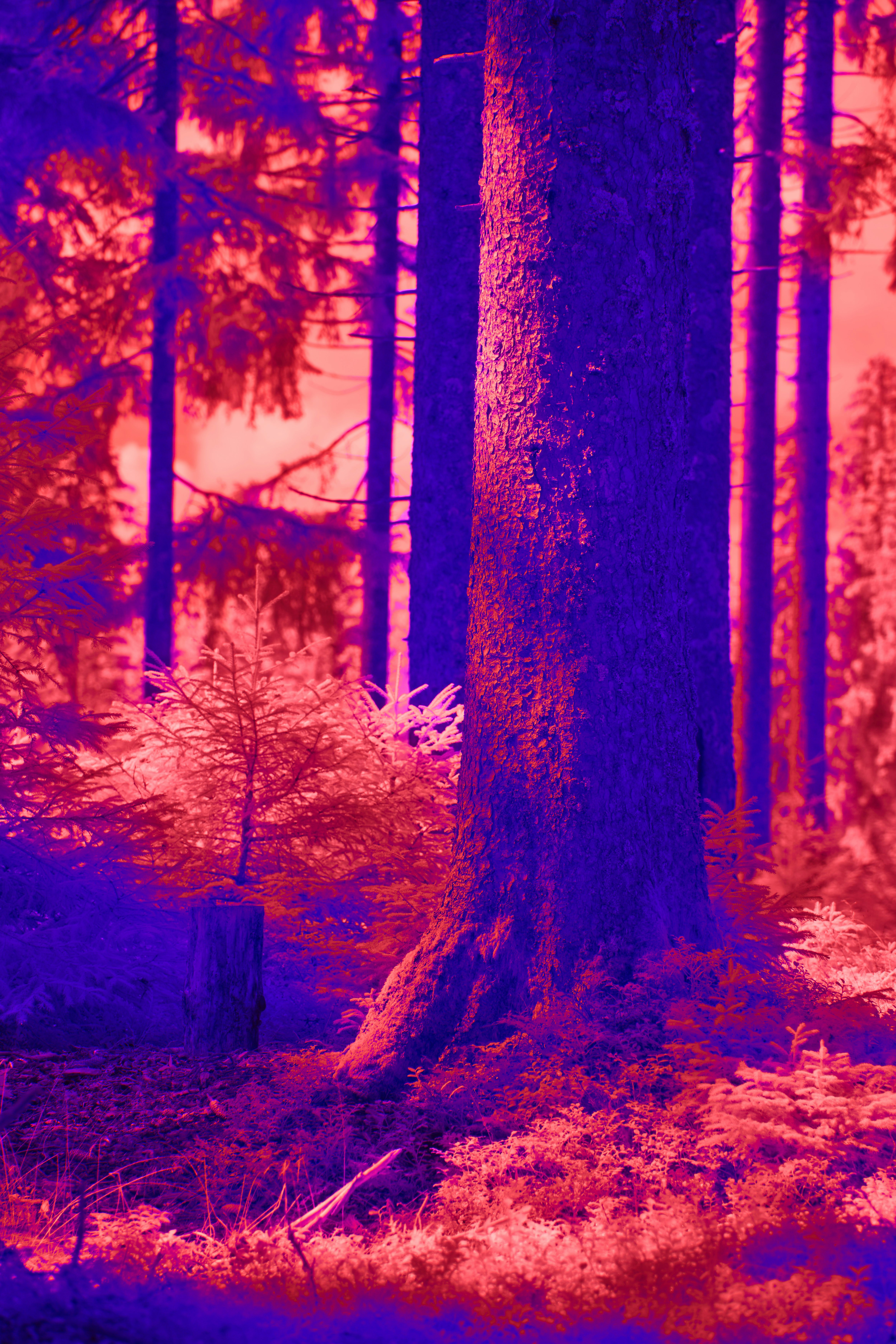 Photo by wolfgang_hasselmann