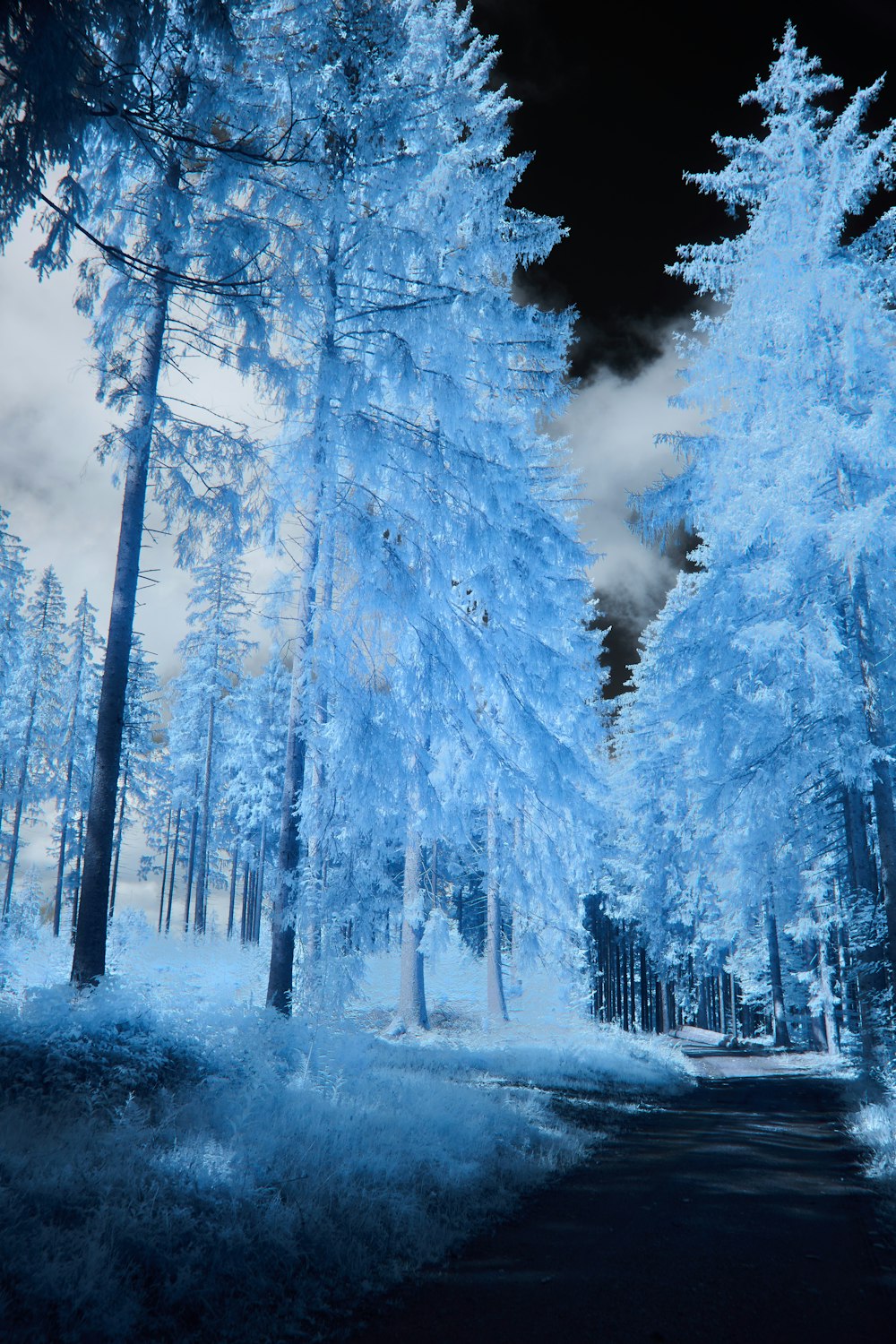 a road surrounded by tall blue trees under a cloudy sky