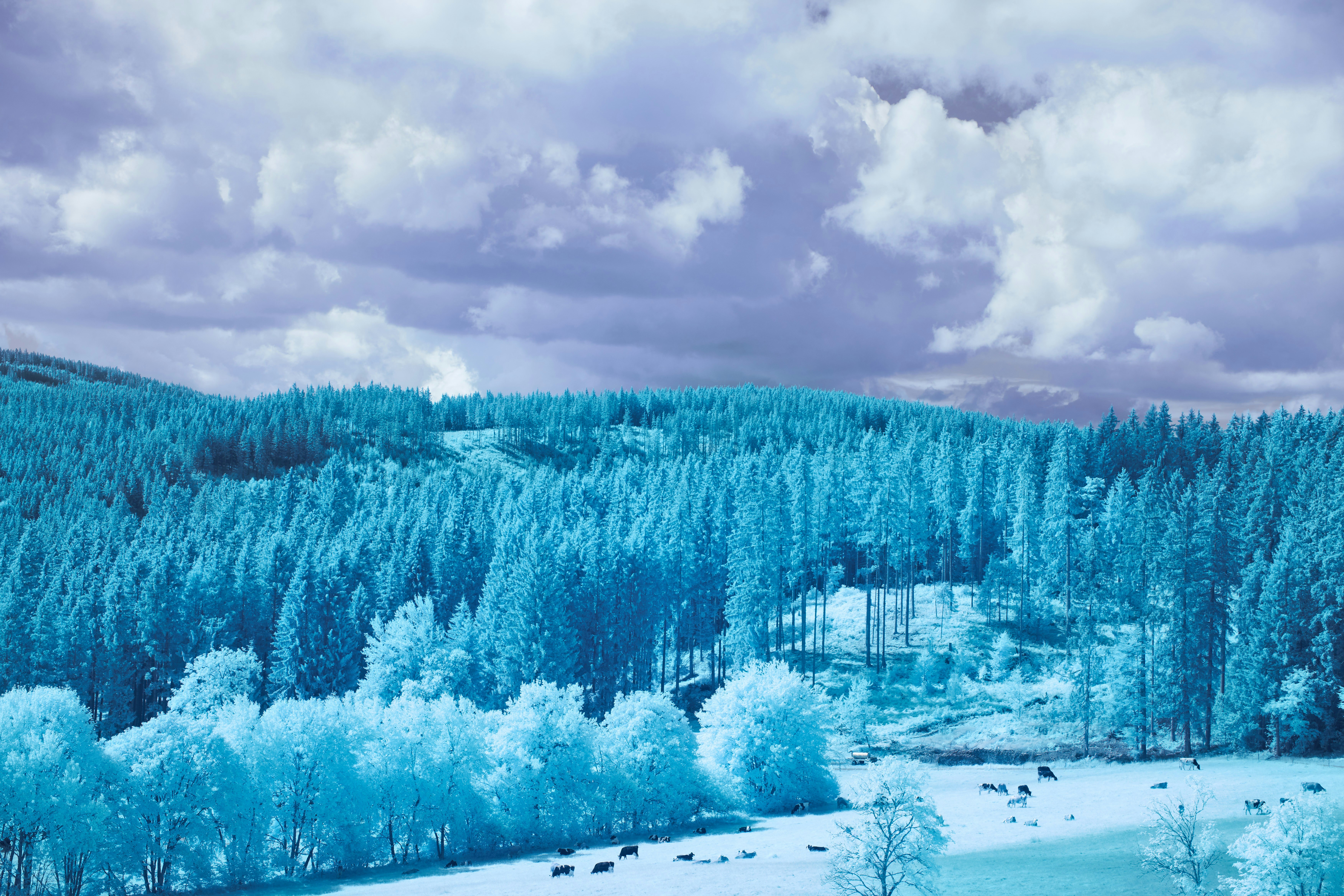 Photo by wolfgang_hasselmann