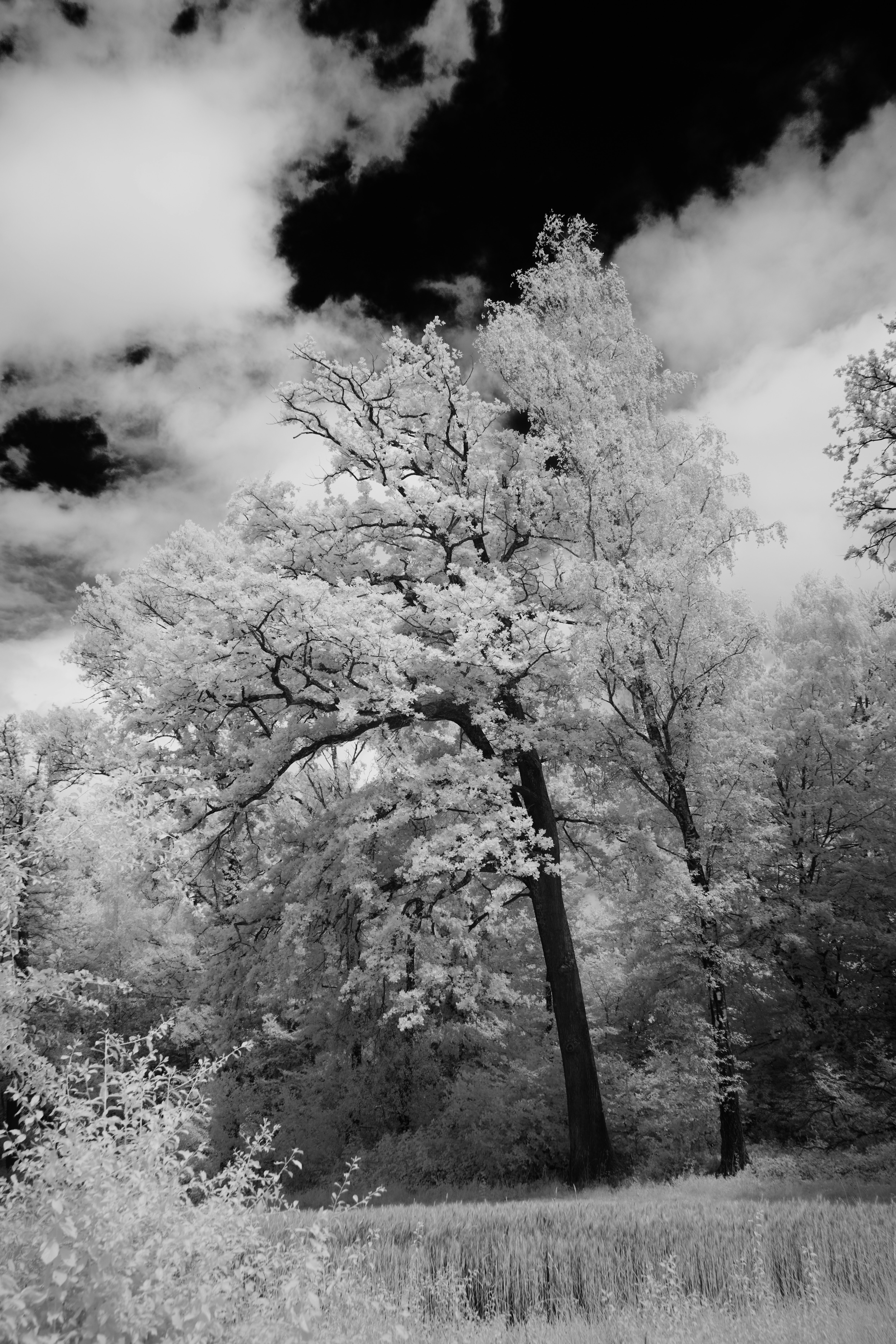 Photo by wolfgang_hasselmann