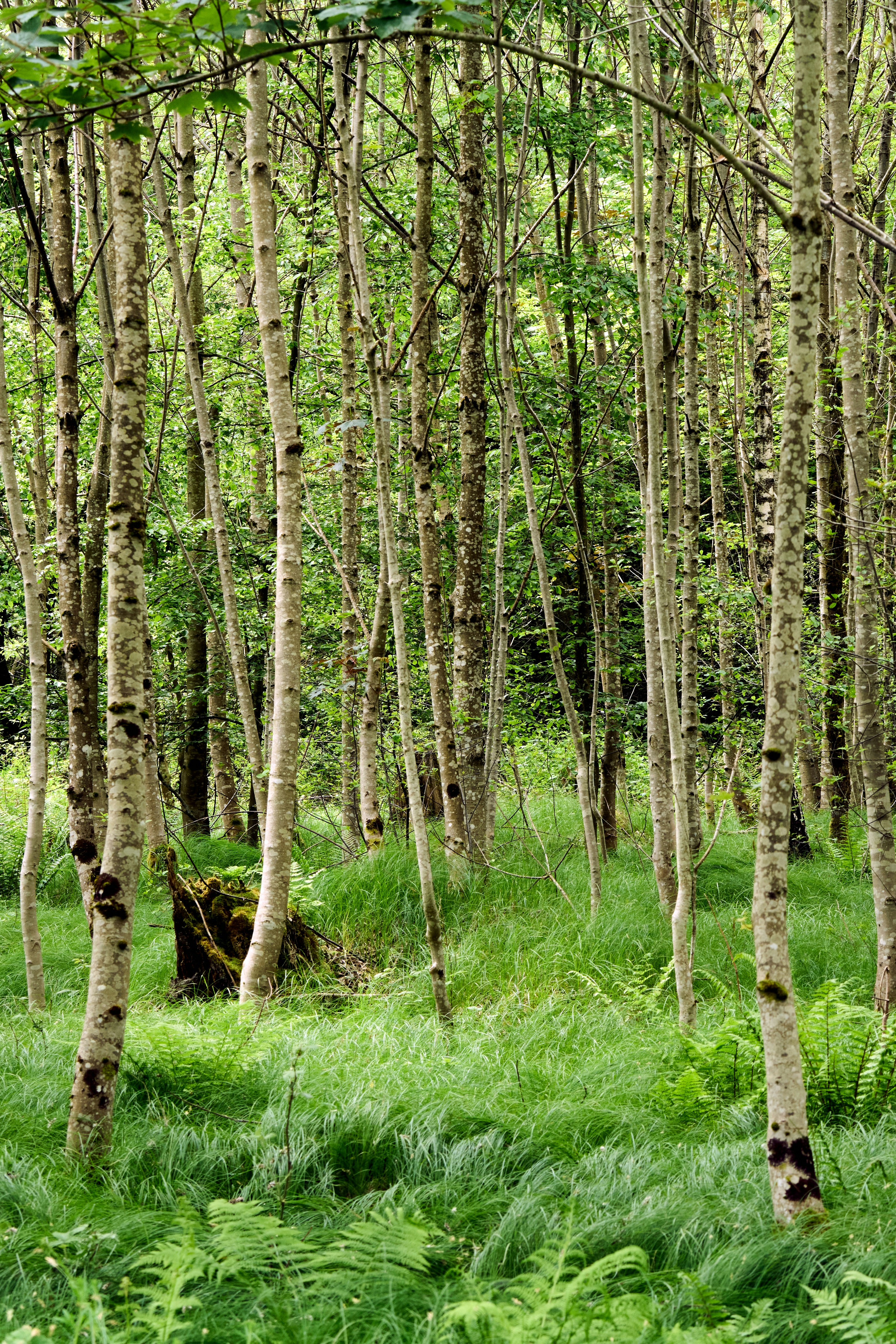 a forest filled with lots of tall trees