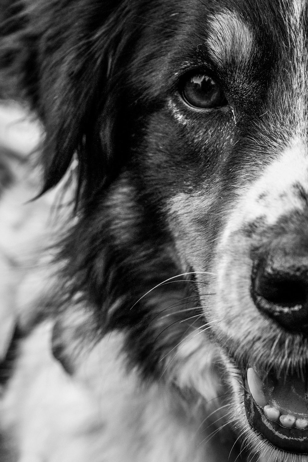 une photo en noir et blanc du visage d’un chien
