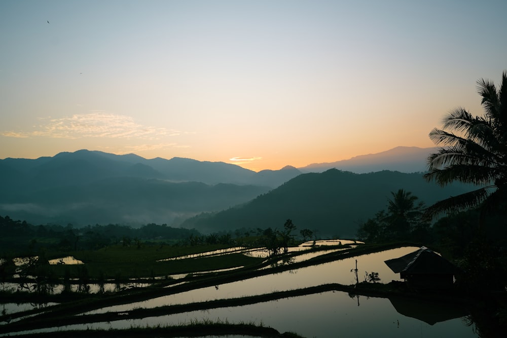 the sun is setting over a rice field