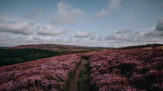 A winding trail leading through heather-covered moorland with distant mountain peaks.