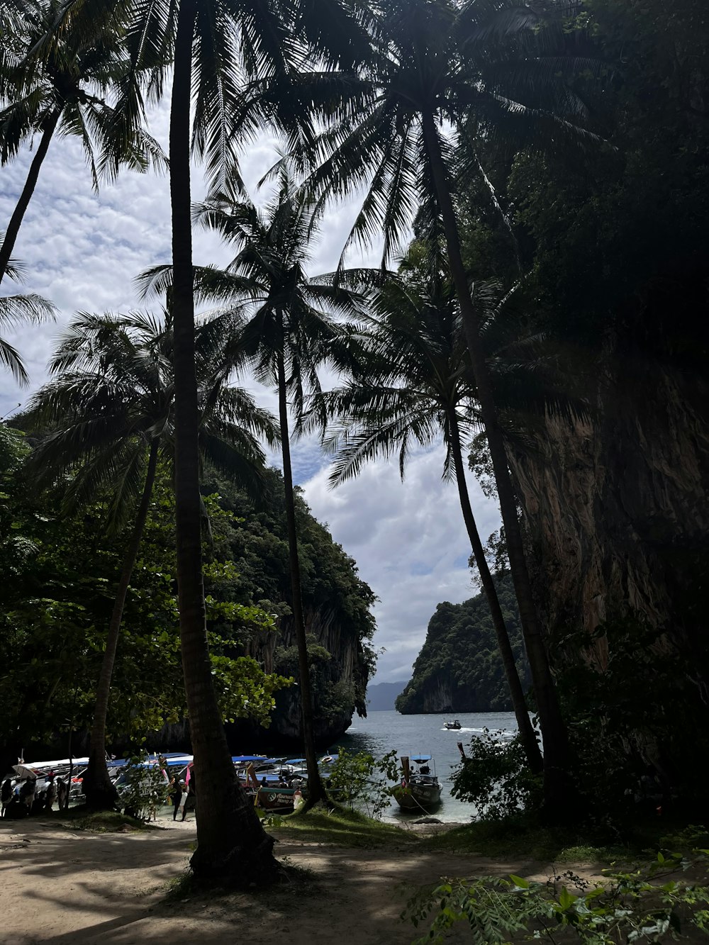 a group of palm trees next to a body of water