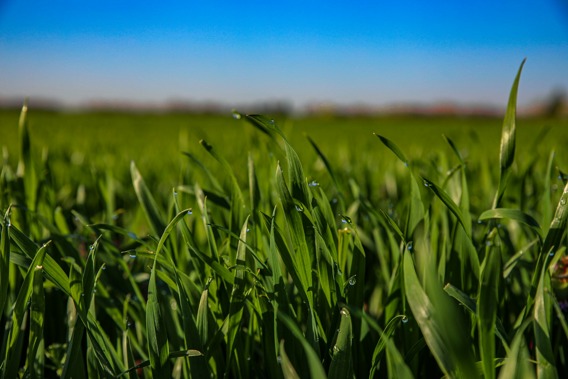 a field of green grass with a blue sky in the background