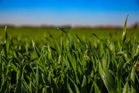 Tall blades of green grass with dew drops are prominently featured, with a clear blue sky in the background. The focus is on the grass, creating a lush and fresh feeling in the foreground.