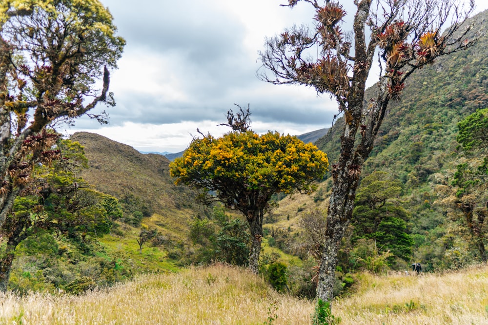 a group of trees in the middle of a field