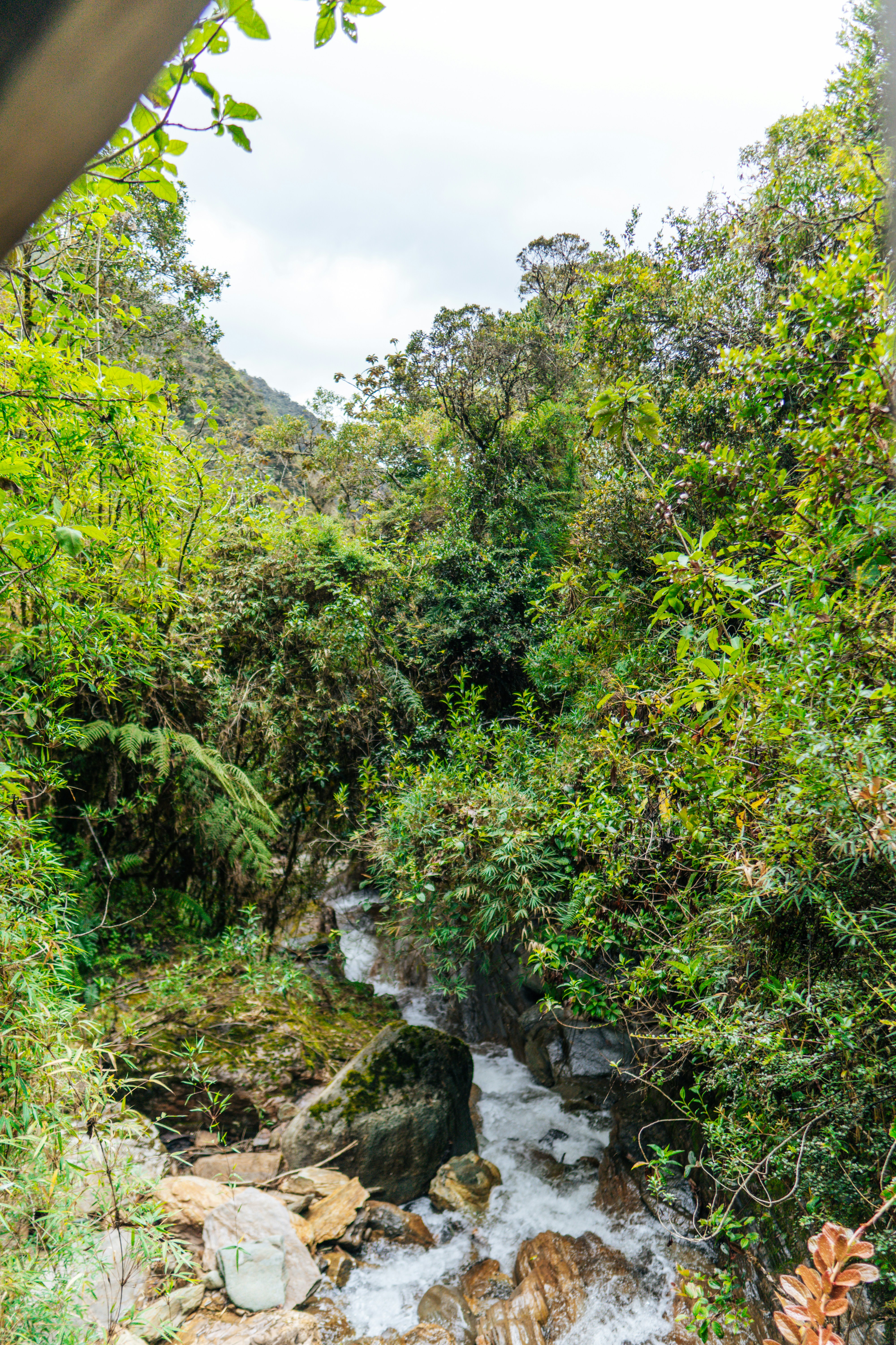 A river running through green woods in Azuay