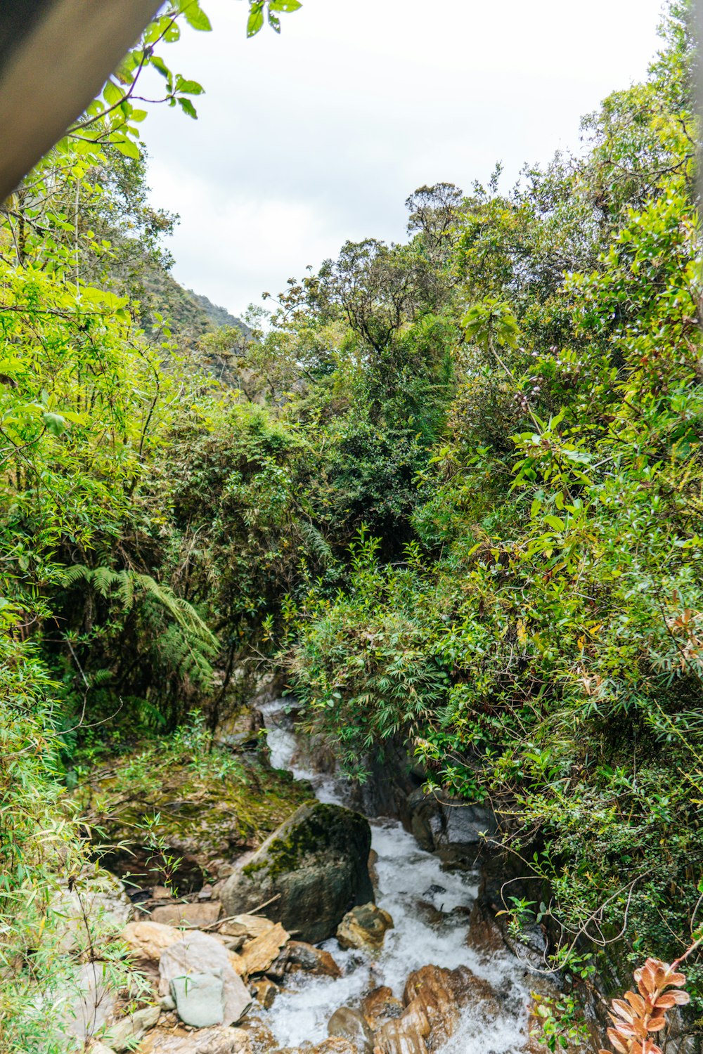 a river running through a lush green forest