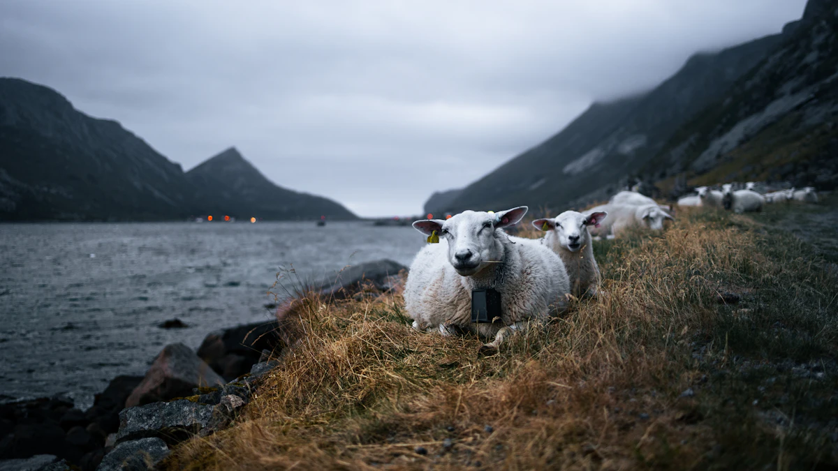 Flock of sheep on a grass hillside in Lofoten, Norway