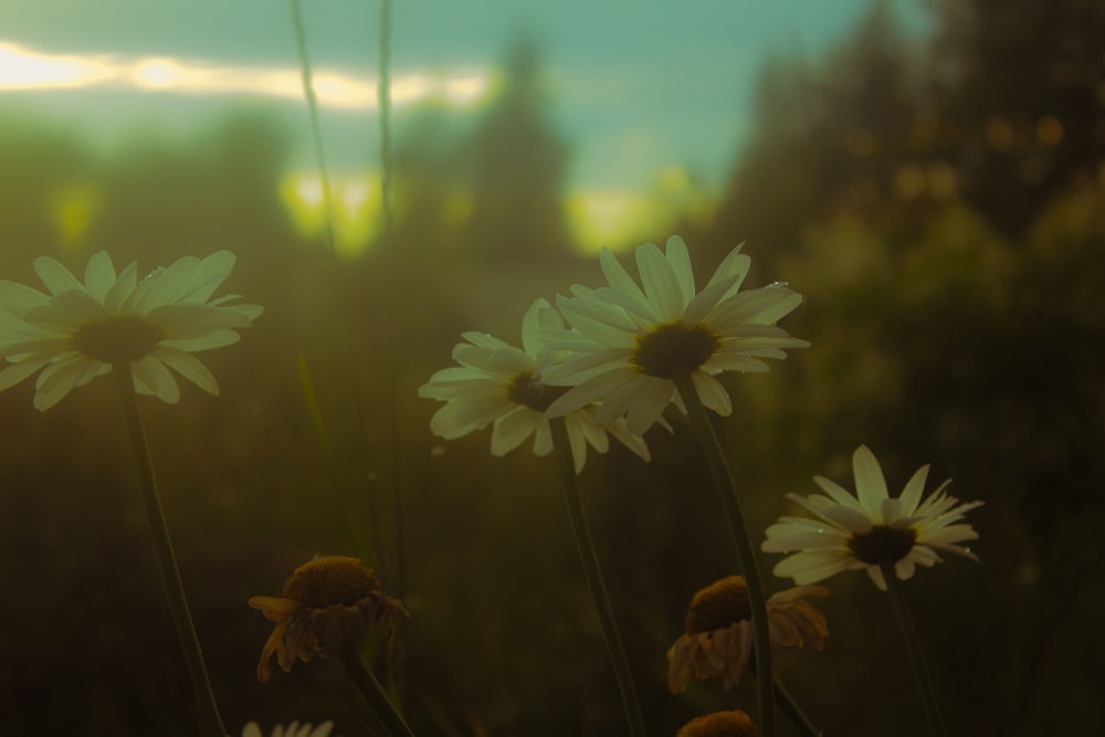 a group of daisies in a field at sunset