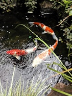 two orange and white koi fish swimming in a pond