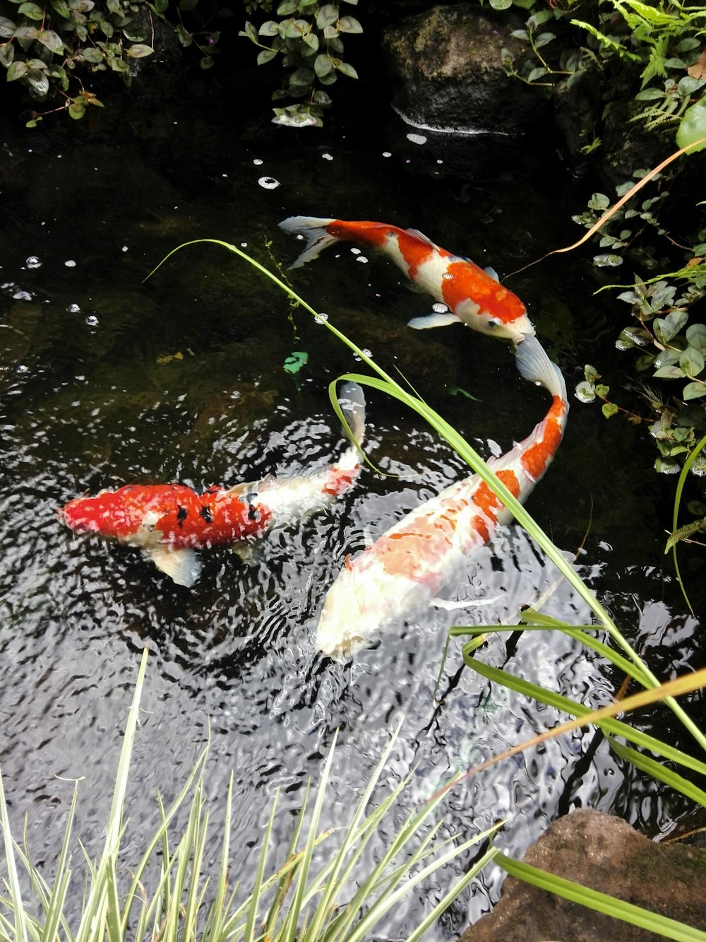 Dos peces koi naranjas y blancos nadando en un estanque