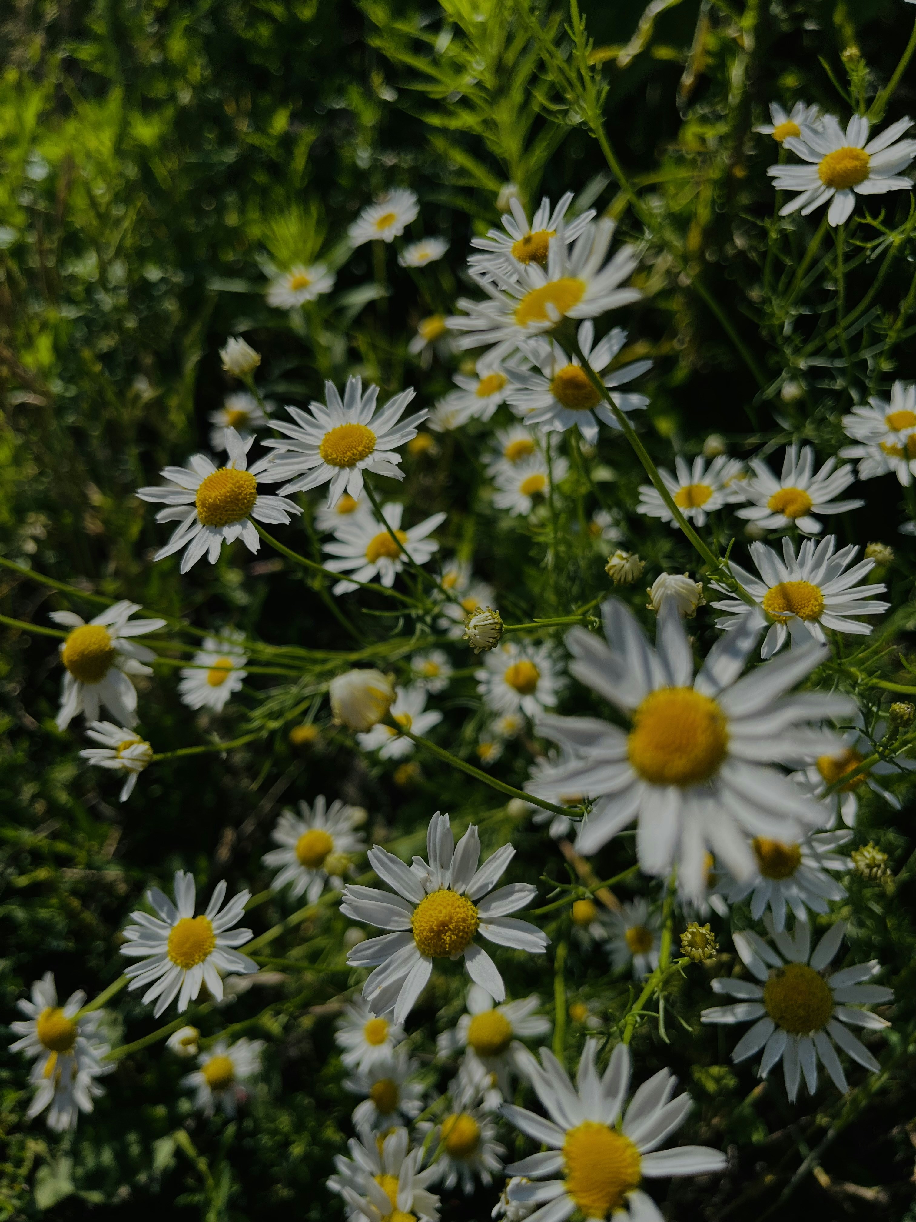 Photo by vikamukhoid