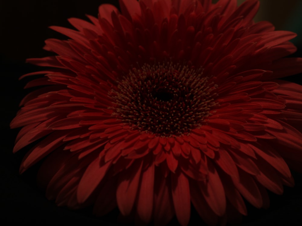 a close up of a red flower on a black background