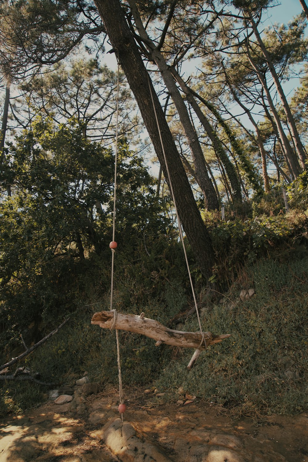 a swing hanging from a tree in the woods